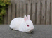 1 REW GIRL LEFT - Beautiful Pure Netherland Dwarf Baby Bunnies  ️