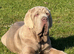 28 week old kc reg Neapolitan mastiff