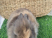 Double Mane lionhead babies