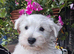 One beautiful westie boy