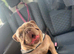 Lilac and tan female bulldog