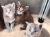 Maine coon pedigree kittens