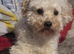 Jackapoo For Rehoming – Loving Home Wanted