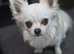 Long hair chihuahua