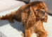 Lovely KC Registered 5yr old ruby girl