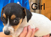 We have 4 beautiful miniature jack russell puppies