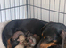 Stunning rainbow litter ready now