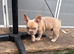 Kc Reg Isabella fawn boy health clear