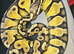 Male Pastel Orangebelly Royal Python