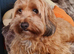 beautiful fluffy Jackapoo puppy
