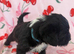 Adorable shih tzu x jack Russell final boy pup remaining