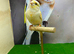 Dimorphic canary cock bird
