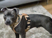12 month old staffie