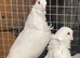 Polish owls