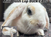 Young Mini Plysh Lops available. Hypoallergenic fur.