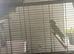 2 young ring necks and cage they are in free