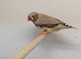2026 Male Zebra finches