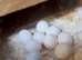 Breeding Pair of Budgies Sat on 10 eggs