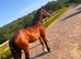 Section D Mare, 15.1hh, 5yr old