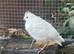 BOBWHITE QUAIL - White