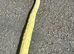 Beautiful Banana pinstripe ball python