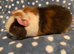 Stunning male teddy Guinea pig 4 months old