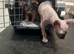 Sphynx kittens Ready for New home