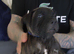 Staffordshire puppies