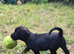 Cocker Spaniel x Collie Puppies