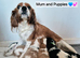 Cavalier King Charles Spaniel puppies
