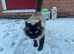 Ragdoll mix