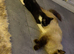 Charming Ragdoll / Turkish Angora Female Kitten Available for Adoption, 9 Weeks Old
