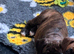 Pedigree female boxer puppy