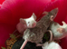 Friendly fancy female mice