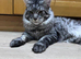 Pure breed main coon male
