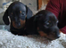 Miniature dachshund