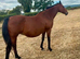 Exceptional Performance-Bred Broodmare