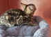 2 female kittens