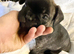 Boxer x french bulldog - only 3 left out litter of 6. Girls only
