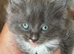 Ragdoll kittens born 10/07/26