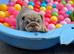English bulldog pups