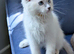 Ready now TICA EU champion line ragdoll kitten