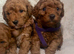 Toy poodle puppies