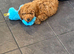F1 Cockapoo pup 17 weeks