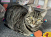 2-Year-Old Tabby Cat Looking for a Quiet, Loving Home