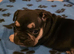 Adorable french bulldog puppy's