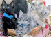Maine coon ragdoll (racoon) kittens full of fun ready to be adored
