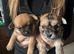 Pomchi puppies
