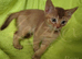 Beautiful Devon Rex x Abyssinian Kittens
