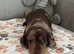 +*+*Outstanding KC Reg Miniature Dachshund Puppies - Ready Now*+*+